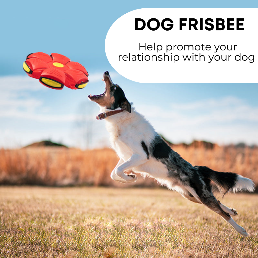 Pet Purrfect Palace Dog Frisbee